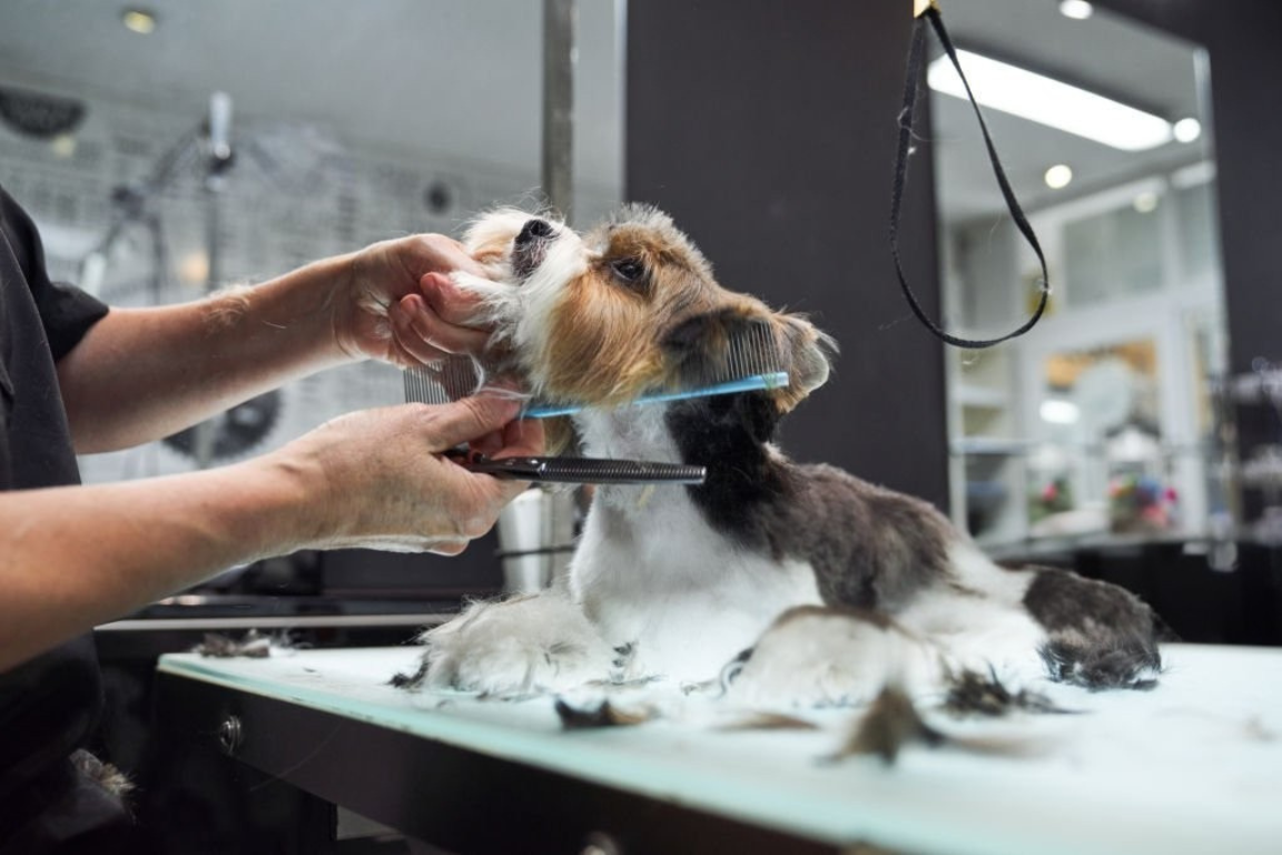 Pet Salon Services image 2