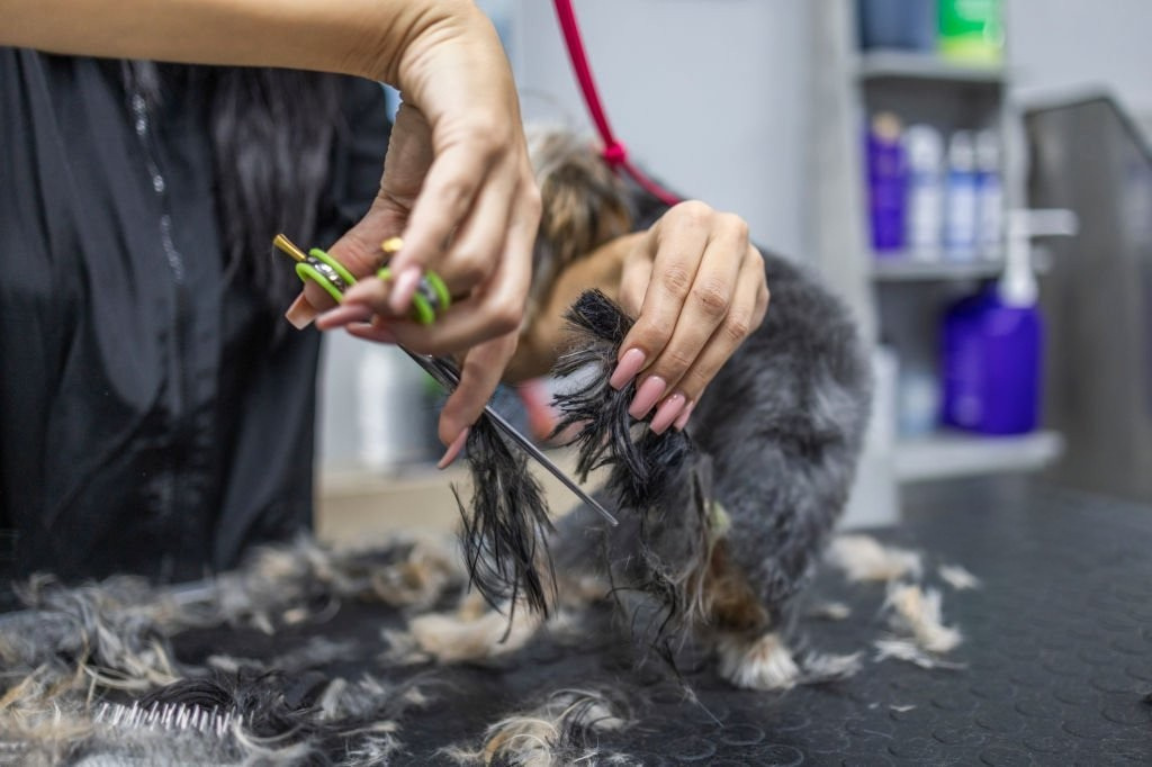 Pet Salon Services in the UAE