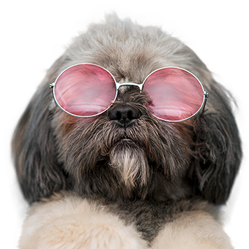 Pet Salon - Al Hayat Mobile Grooming by Al Hayat Mobile Grooming