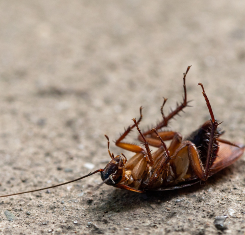 Pest Control - Blue Diamond Pest Control Service by Blue Diamond Pest Control Service