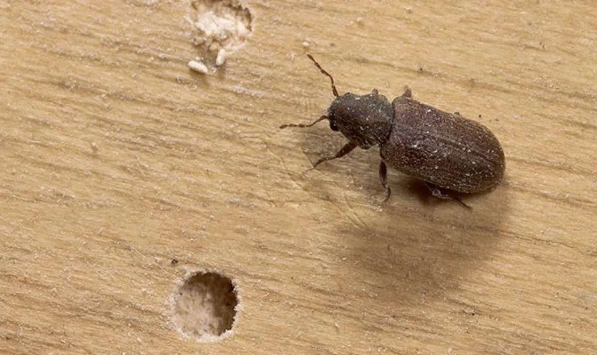 Pest Control - Bright and Rise Properties & Pest Control Service in Abu Dhabi by Bright and Rise Properties & Pest Control Service in Abu Dhabi