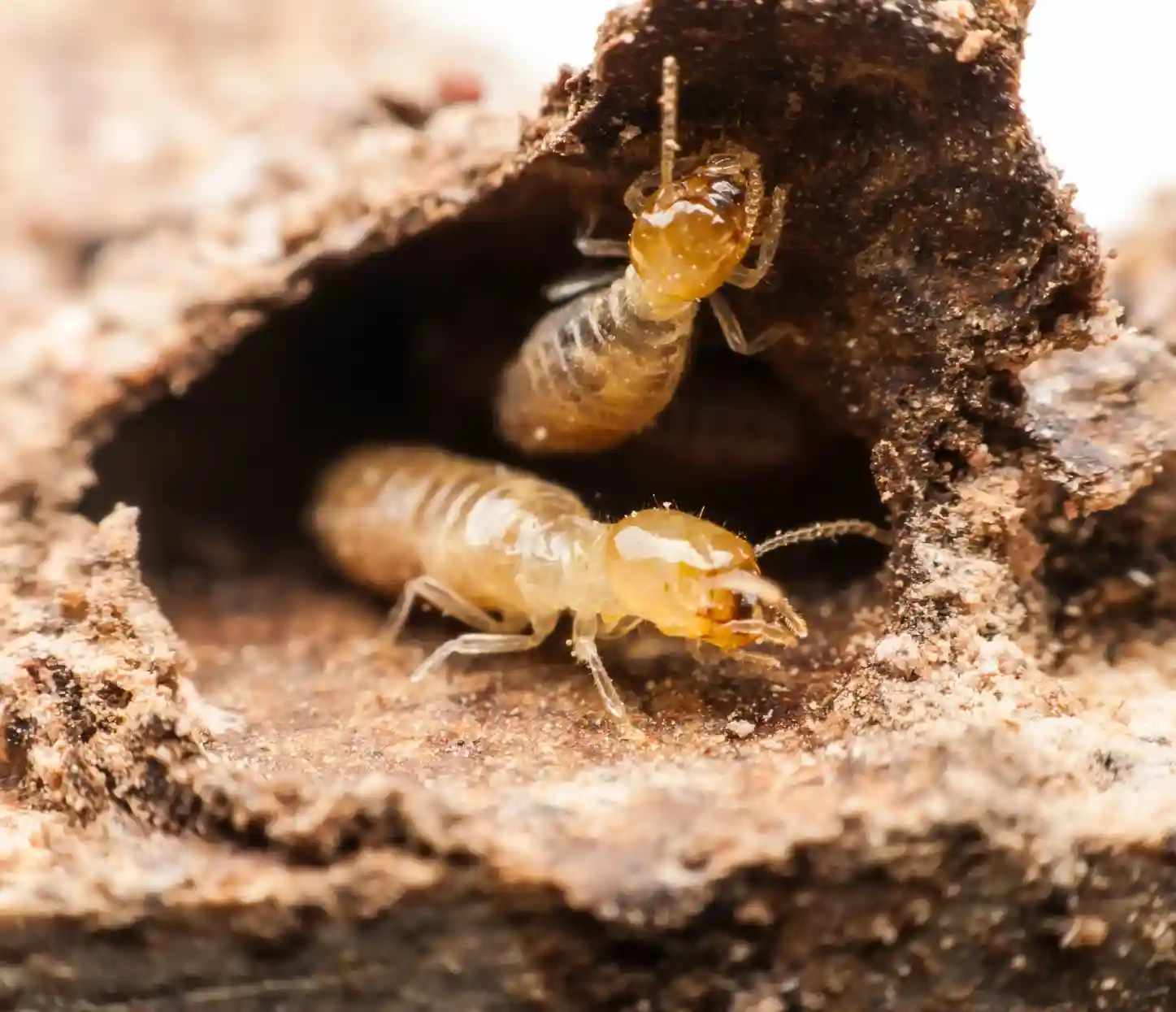 Pest Control - Bright and Rise Properties & Pest Control Service in Abu Dhabi by Bright and Rise Properties & Pest Control Service in Abu Dhabi