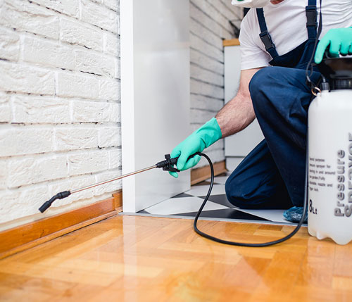 Pest Control - Clean & Green Pest Control Services Company Sharjah by Clean & Green Pest Control Services Company Sharjah