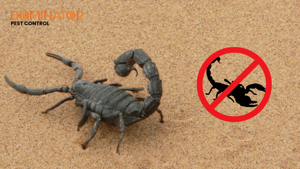 Pest Control - Dominator Pest Control by Dominator Pest Control