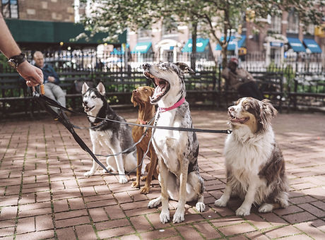 Pet Care by Happy Tails - petsitting dubai