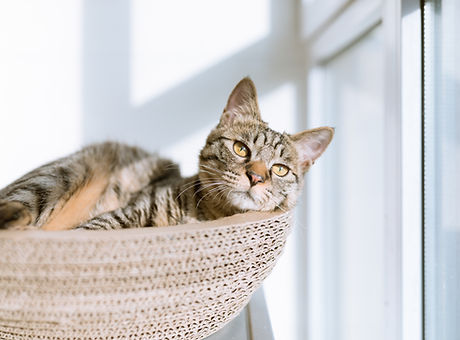 Pet Care - Happy Tails - petsitting dubai by Happy Tails - petsitting dubai