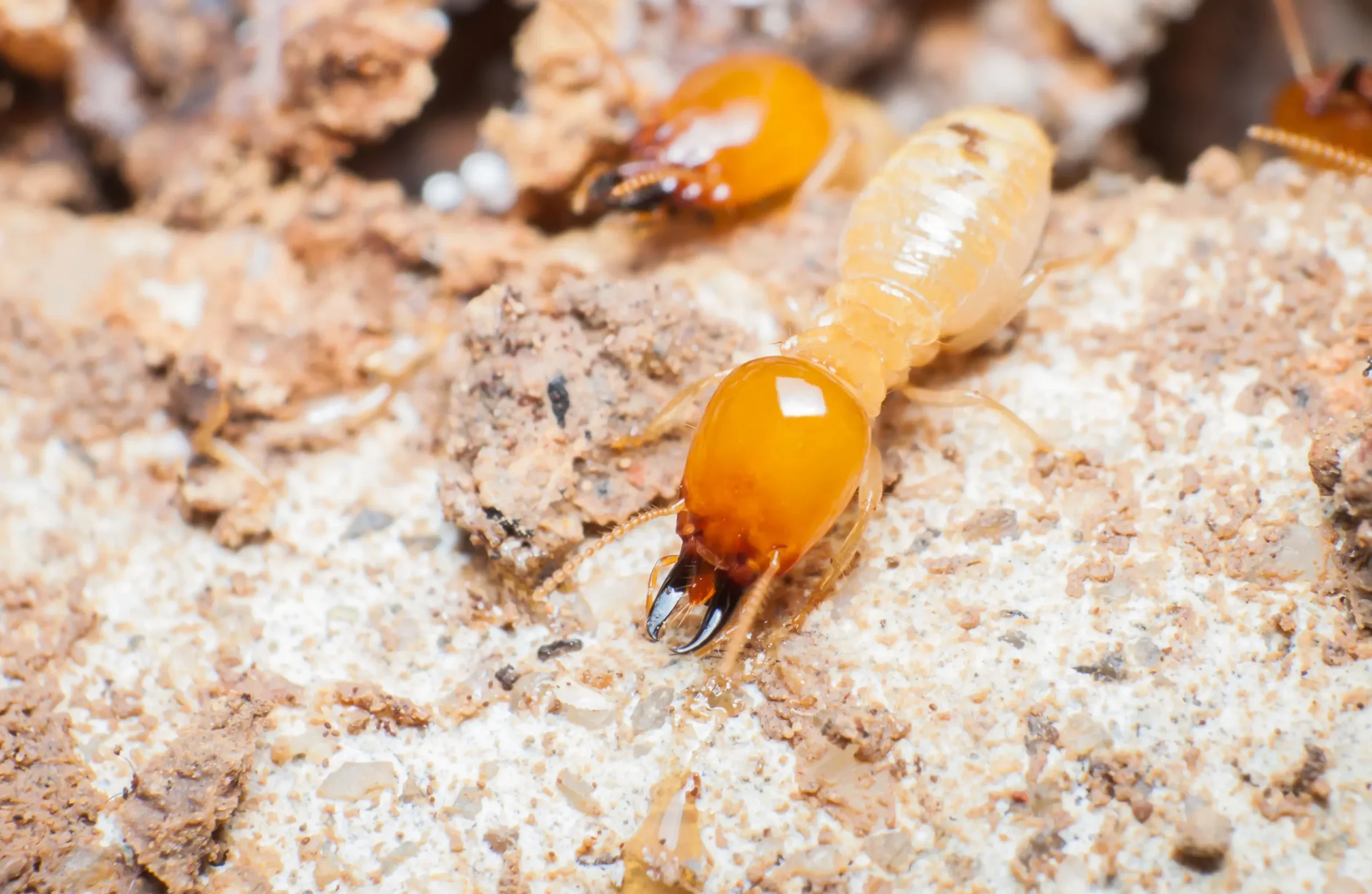 Pest Control - HIGH LINE PEST CONTROL RAS AL KHAIMAH by HIGH LINE PEST CONTROL RAS AL KHAIMAH