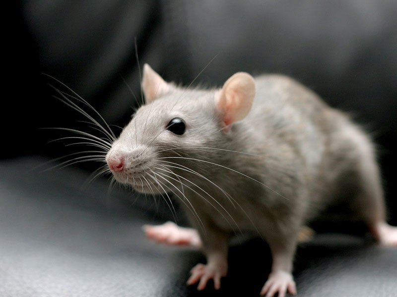 Pest Control - Marhaba Pest control Sharjah by Marhaba Pest control Sharjah