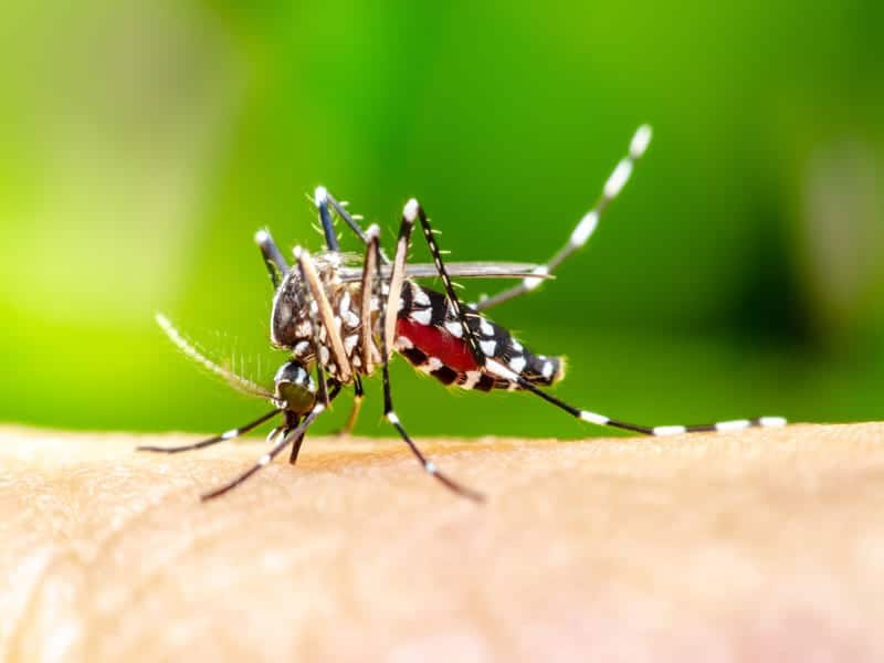 Pest Control - Marhaba Pest control Sharjah by Marhaba Pest control Sharjah
