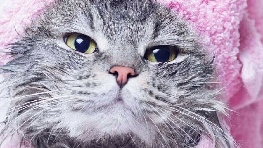 Pet Care - My Pet Grooming Salon صالون ماي بت للحيوانات الاليفه by My Pet Grooming Salon صالون ماي بت للحيوانات الاليفه