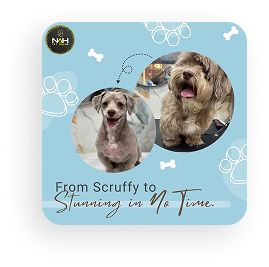 Pet Salon in Sharjah