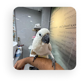 Pet Salon - Noor Al Hayah pets hairdressing salon (mobile pet grooming services) by Noor Al Hayah pets hairdressing salon (mobile pet grooming services)
